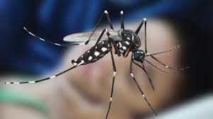 ডেঙ্গুতে ২৪ ঘণ্টায় ৩ মৃত্যু, নতুন ভর্তি ৩৩১ জন